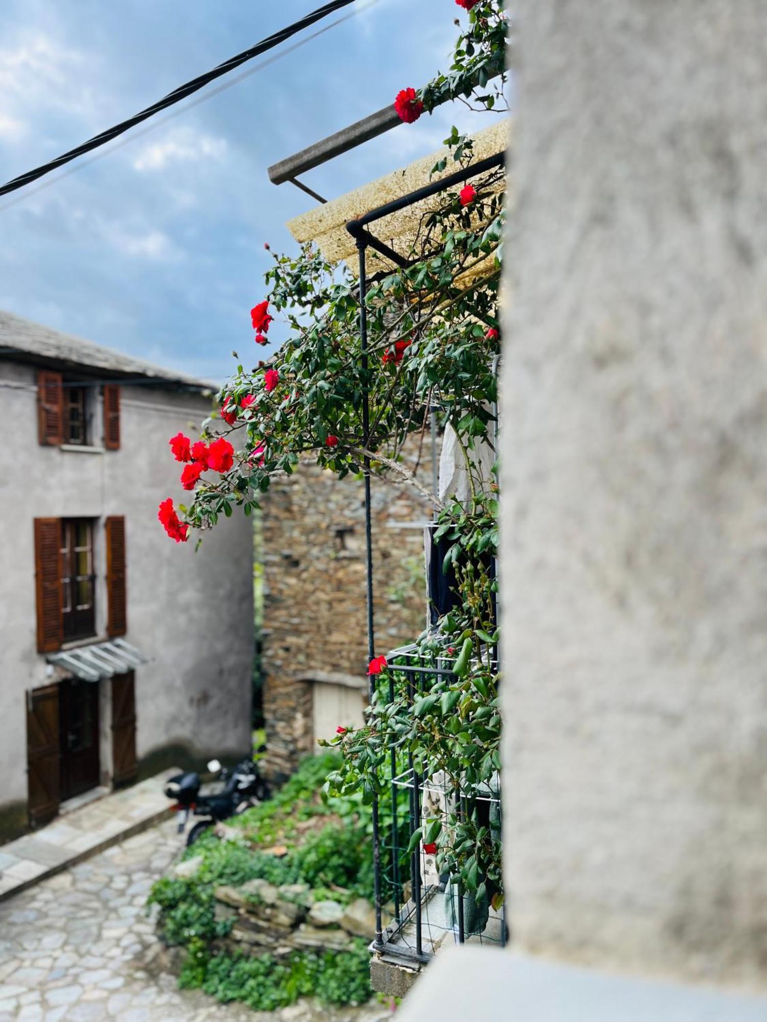 Tres Jolie Maison Aux Portes Du Cap Corse Sisco Eksteriør bilde